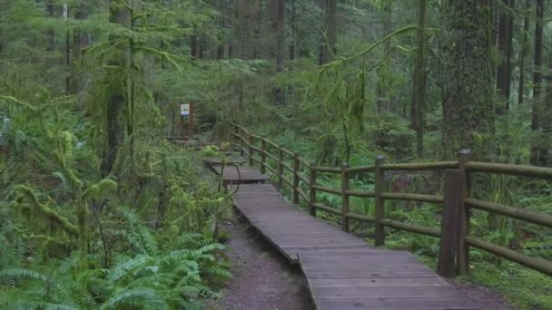 Vacker stig i regnskogen — Stockvideo