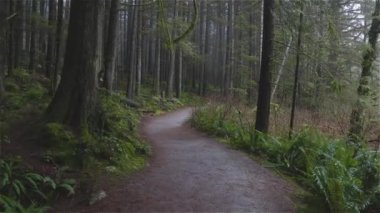 Yağmur ormanlarında güzel bir yol
