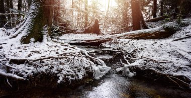 Ormanda Güzel Yürüyüş Patikası