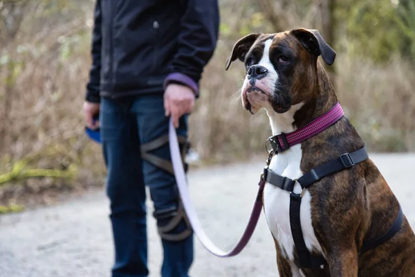 Hombre paseando perros en el sendero de senderismo —  Fotos de Stock