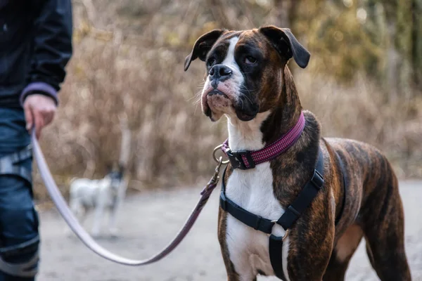 Man walking dogs on the hiking trail — Stock Photo, Image