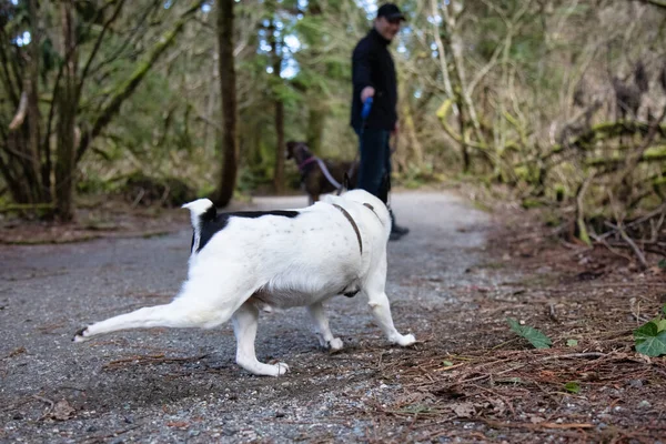 Férfi sétáló kutyák a túraútvonalon — Stock Fotó