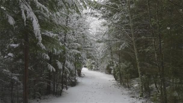 Hermoso sendero en el bosque — Vídeos de Stock