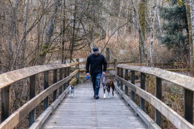 Yürüyüş yolunda köpekleri gezdiren adam.