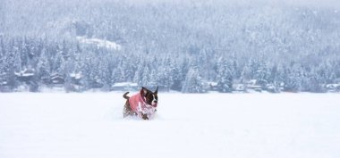 Sevimli bayan boksör köpeği karda oynuyor.
