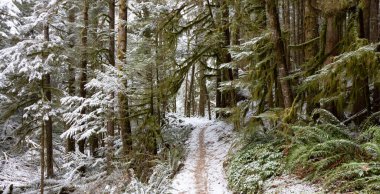 Ormanda Güzel Yürüyüş Patikası
