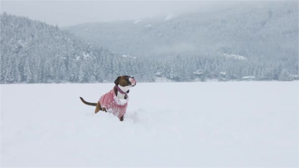 Anjing bermain di salju — Stok Video