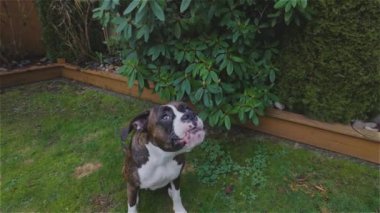 Şirin ve sevimli boksör köpeği arka bahçede oynuyor.