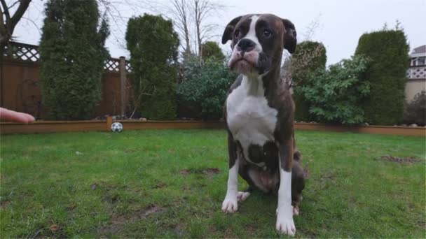 Cão Boxer bonito e adorável jogando no quintal — Vídeo de Stock