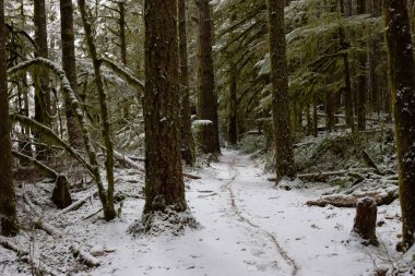 Ormanda Güzel Yürüyüş Patikası