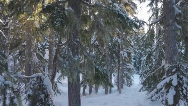 Прекрасний ландшафт вкритий снігом у канадській горі — стокове відео