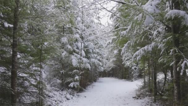 Beau sentier de randonnée dans la forêt — Video