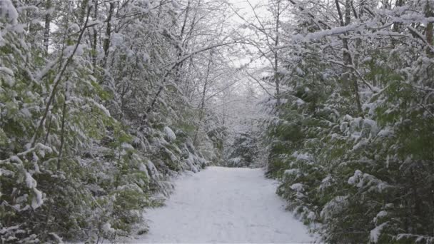 Красива пішохідна стежка в лісі — стокове відео