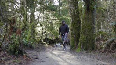 Yürüyüş yolunda köpekleri gezdiren adam.