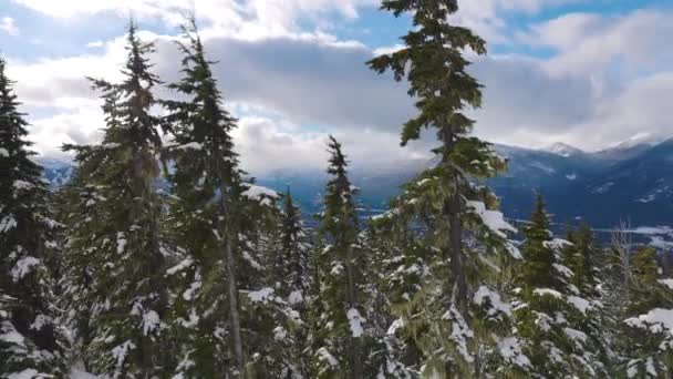 Snöig skog på toppen av bergen på vintern under solig morgon. — Stockvideo