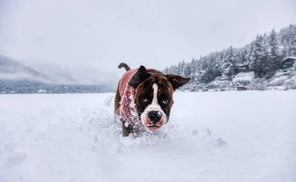 Dog playing in the snow — Stock Photo, Image