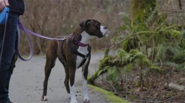 Yürüyüş yolunda köpekleri gezdiren adam.