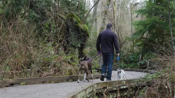 Muž venčení psi na turistické stezce — Stock video