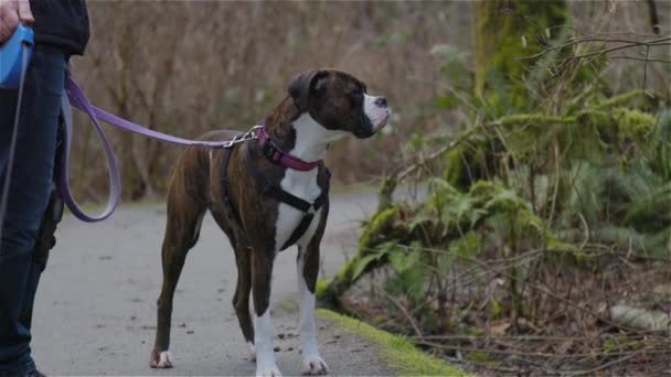 ハイキングコースで犬を歩く男 — ストック動画