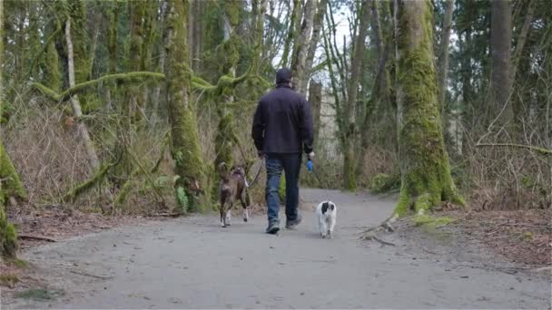 Homem passeando cães na trilha de caminhadas — Vídeo de Stock