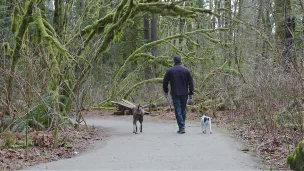 Férfi sétáló kutyák a túraútvonalon — Stock videók
