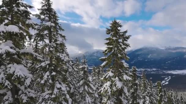冬日清晨，山顶上的雪地森林. — 图库视频影像