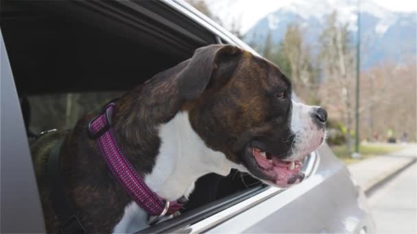 Imádnivaló női Boxer Dog arccal Out the Car Window — Stock videók