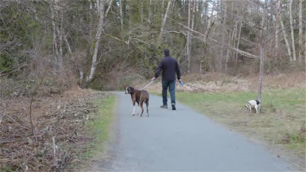 Férfi sétáló kutyák a túraútvonalon — Stock videók