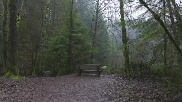 Krásná stezka v deštném pralese — Stock video
