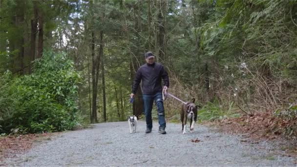 Mann spaziert mit Hunden auf Wanderweg — Stockvideo