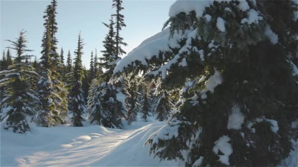 Piękny krajobraz pokryty śniegiem w Canadian Mountain Nature — Wideo stockowe