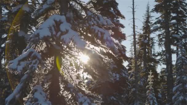 Schöne schneebedeckte Landschaft in der kanadischen Bergnatur — Stockvideo