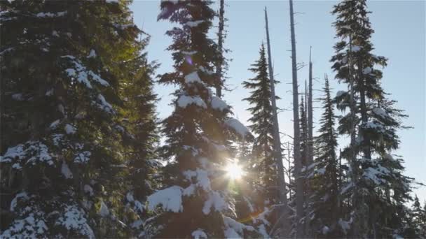 Hermoso paisaje cubierto de nieve en la naturaleza de montaña canadiense durante la mañana soleada invierno — Vídeos de Stock