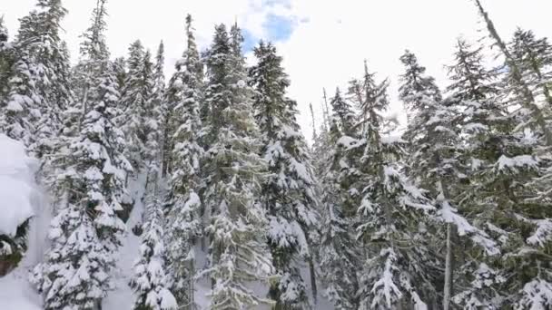 Karlı Orman kışın dağların tepesinde Güneşli Sabah boyunca. — Stok video
