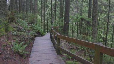 Yağmur ormanlarında güzel bir yol