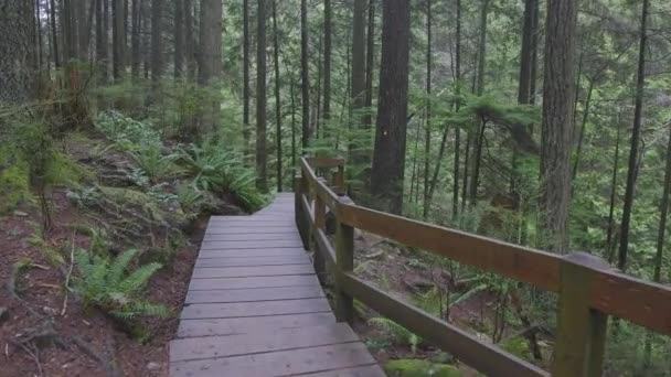 Vacker stig i regnskogen — Stockvideo