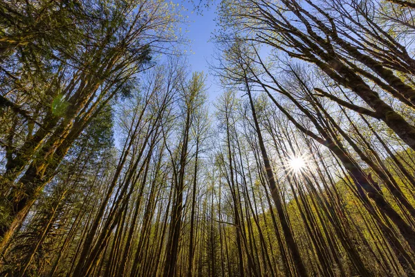 Op zoek naar het Groene Regenwoud tijdens een zonnige lentedag — Stockfoto