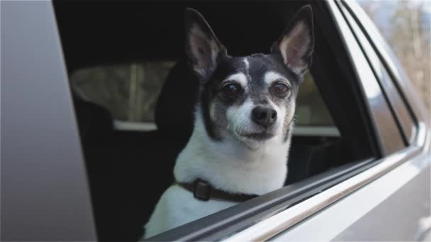 Schattige kleine hond, Toy Fox Terrier, met gezicht uit het autoraam — Stockvideo