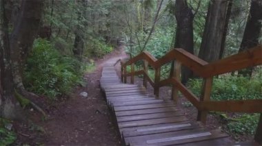 Yağmur ormanlarında güzel bir yol