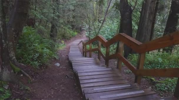 Hermoso camino en la selva tropical — Vídeo de stock