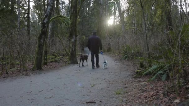 Man cani da passeggio sul sentiero escursionistico — Video Stock
