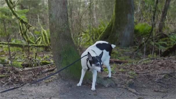 Kis kutya, Toy Fox Terrier, pisilés a környéken park. — Stock videók