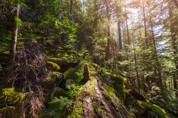 Mystical View of the Rain Forest a napsütéses tavaszi szezonban. — Stock Fotó