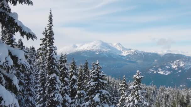 Pokryte śniegiem zielone drzewa w lesie z kanadyjskim krajobrazem górskim — Wideo stockowe