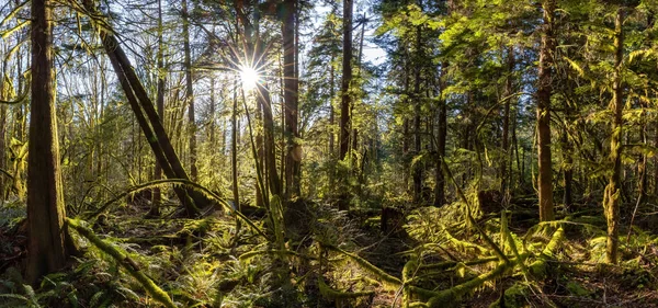 Μυστική άποψη του τροπικού δάσους κατά τη διάρκεια μιας ηλιόλουστης ανοιξιάτικης περιόδου. — Φωτογραφία Αρχείου