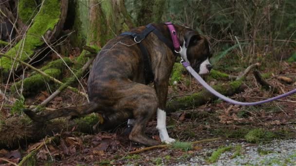 Female Boxer Dog pooping in the neighborhood park. — Stock Video