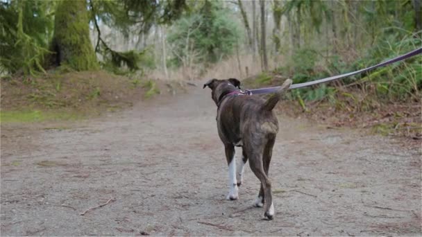 ハイキングコースで犬を歩く男 — ストック動画