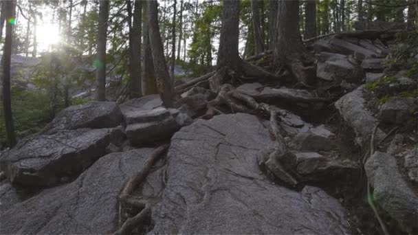 Uitzicht op de groene bomen en rotsen op de top van een berg. — Stockvideo