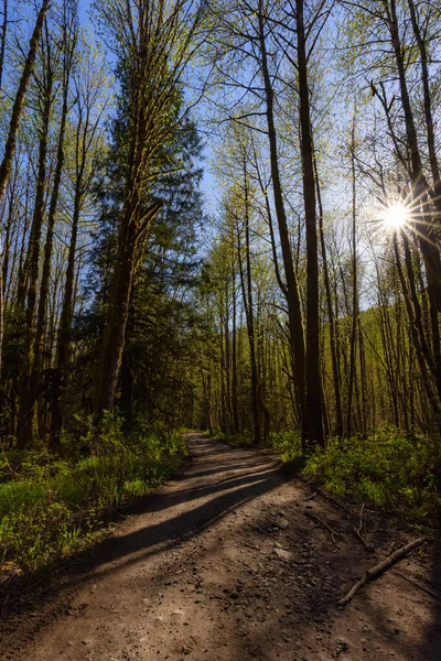Güneşli bir bahar gününde Yeşil Yağmur Ormanı 'nda Çamur Yolu — Stok fotoğraf