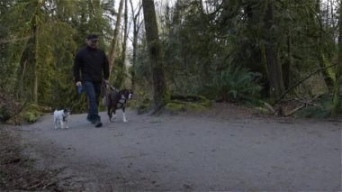 Yürüyüş yolunda köpekleri gezdiren adam.